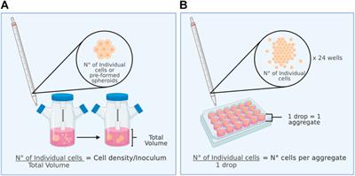 Dynamic Culture of Mesenchymal Stromal/Stem Cell Spheroids and Secretion of Paracrine Factors